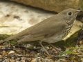 Gray-cheeked Thrush - South Padre Island