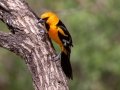 Altamira Oriole - Salineño Wildlife Preserve--DeWind's Yard, Starr, Texas, Jan 23, 2023