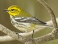 Black-throated Green Warbler  -  South Padre Island