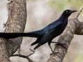 Great-tailed Grackle - Salineño Wildlife Preserve--DeWind's Yard, Starr, Texas, Jan 23, 2023