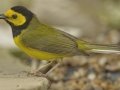 Hooded Warbler - South Padre Island