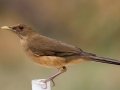 Clay-colored Thrush - Salineño Wildlife Preserve--DeWind's Yard, Starr, Texas, Jan 23, 2023
