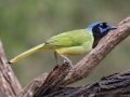 Green Jay - Salineño Wildlife Preserve--DeWind's Yard, Starr, Texas, Jan 23, 2023