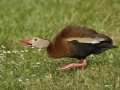 Black-bellied Whistling-Duck - South Padre Island