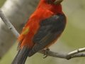 Summer Tanager - South Padre Island