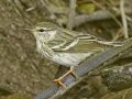 Blackpoll Warbler - South Padre Island