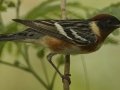 Bay-breasted Warbler - South Padre Island