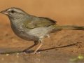 Olive Sparrow - Santa Clara Ranch, McCook