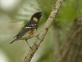 Bay-breasted Warbler - South Padre Island