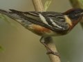 Bay-breasted Warbler - South Padre Island