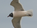 Franklin's Gull - South Padre Island