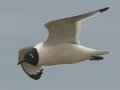 Franklin's Gull - South Padre Island