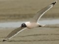 Franklin's Gull - South Padre Island