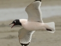 Franklin's Gull - South Padre Island
