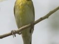 Dickcissel - South Padre Island