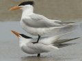 Royal Tern pair courtship display - South Padre Island
