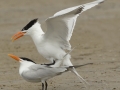 Royal Tern pair courtship display - South Padre Island