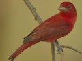 Summer Tanager - South Padre Island