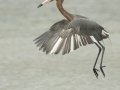 Reddish Egret - South Padre Island