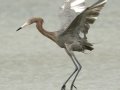 Reddish Egret - South Padre Island