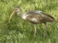 White Ibis - Juvenile - White Ibis - South Padre Island