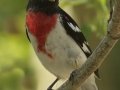 Rose-breasted Grosbeak - South Padre Island