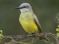 Couch's Kingbird - South Padre Island