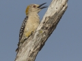 Golden-fronted Woodpecker - Santa Clara Ranch, McCook