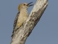 Golden-fronted Woodpecker - Santa Clara Ranch, McCook