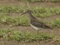 Pectoral Sandpiper - Superior Turf Farm, San Benito
