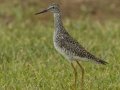 Greater Yellowlegs - South Padre Island