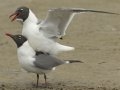 Laughing Gulls - South Padre Island