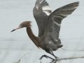 Reddish Egret - South Padre Island