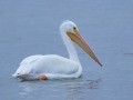 American White Pelican - Goose Island SP--Big Tree/Lamar Beach rd area, Aransas, Jan 29, 2023