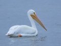American White Pelican - Goose Island SP--Big Tree/Lamar Beach rd area, Aransas, Jan 29, 2023