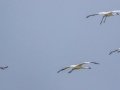 Whooping Cranes - Goose Island SP--Big Tree/Lamar Beach rd area, Aransas, Jan 29, 2023