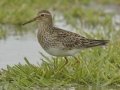 Pectoral Sandpiper - Superior Turf Farm, San Benito