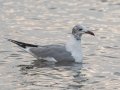Laughing Gull - Goose Island SP--Big Tree/Lamar Beach rd area, Aransas, Jan 29, 2023
