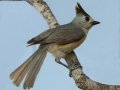 Black-crested Titmouse - Martin Refuge, Penitas