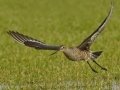 Hudsonian Godwit - Superior Turf Farm, San Benito