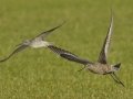 Hudsonian Godwit - Superior Turf Farm, San Benito