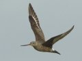 Hudsonian Godwit - Superior Turf Farm, San Benito