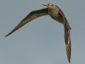 Hudsonian Godwit - Superior Turf Farm, San Benito