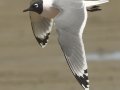 Franklin's Gull - South Padre Island