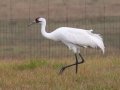 Whooping Crane - Goose Island SP--Big Tree/Lamar Beach rd area, Aransas, Jan 29, 2023
