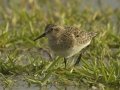 Baird's Sandpiper - Superior Turf Farm, San Benito