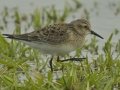 Baird's Sandpiper - Superior Turf Farm, San Benito