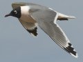 Franklin's Gull - South Padre Island