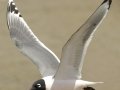 Franklin's Gull - South Padre Island