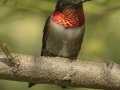 Ruby-throated Hummingbird -  South Padre Island